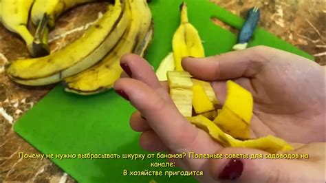 Шкурку от банана не выбрасываю, ведь это лучшее удобрение для цветов и ...