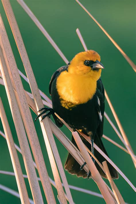 Yellow-headed Blackbirds | E Washington : r/birding