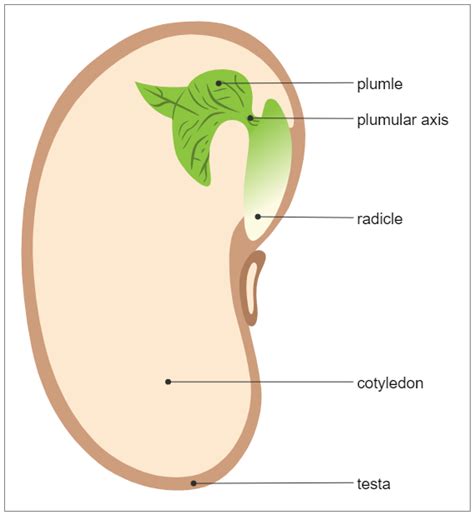 seed diagram biology diagram parts   seed biology diagrams