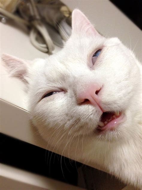 Funny Sleeping Cat Images - Parketis