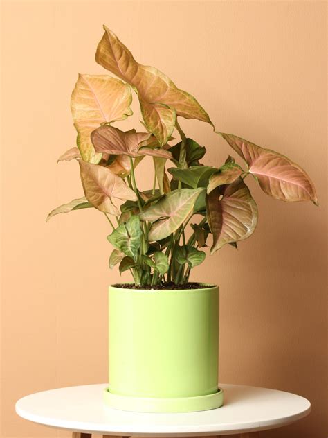 Medium Pink Arrowhead Plant – Dahing Plants