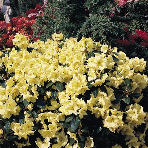 Rhododendron 'Goldika' - Rhododendron Hybride 'Goldika' - Baumschule ...