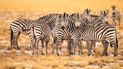 50+ Nature Quiz Questions and Answers [2023 Quiz] - Top Trivia Questions