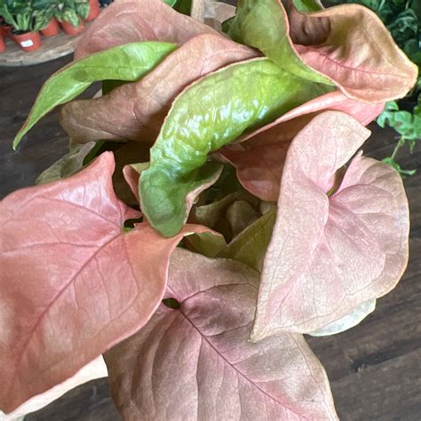 Syngonium Podophyllum 'Coral' 4" | Plantstay | Gainesville Houseplant Shop