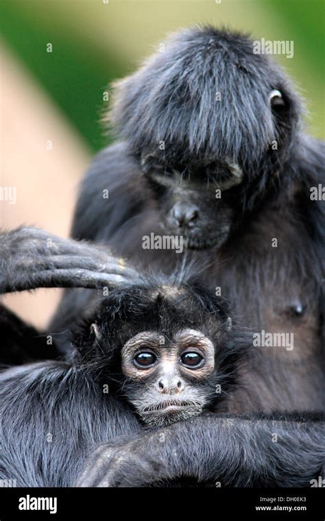 Black-headed Spider Monkey (Ateles fusciceps robustus), female with ...