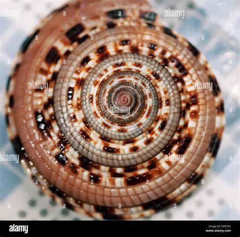 sea shell close  textured macro stock photo alamy