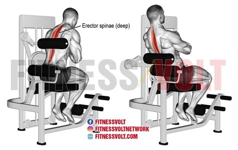 Strengthen Your Erector Spinae with Effective Back Extensions – Fitness Volt