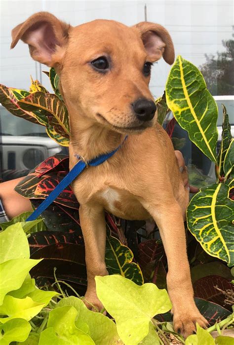 How Big Will A Chihuahua Lab Mix Get