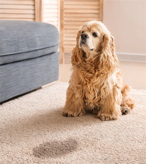 How to Potty Train a Rescue Dog - SpiritDog Training
