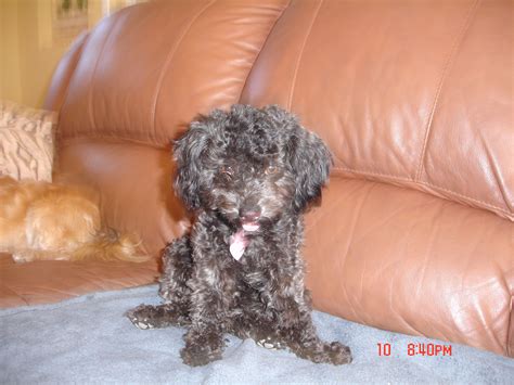 Curly Hair Dog Breeds