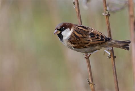 Домовый воробей, или городской воробей (Passer domesticus)