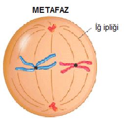 METAFAZ - MİTOZ BÖLÜNME