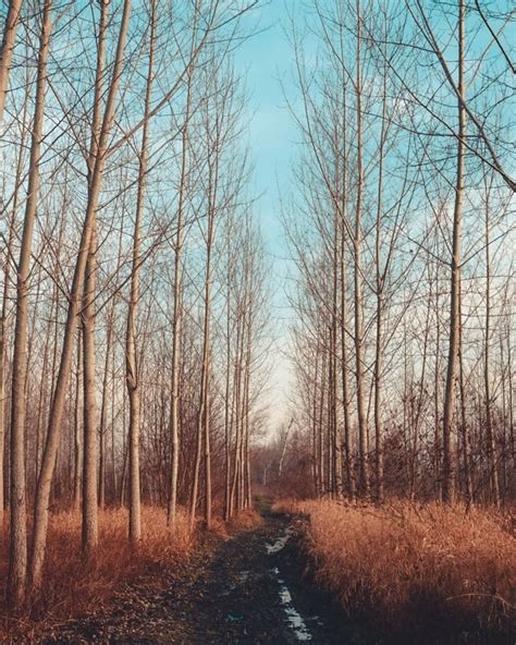 Imagem gratuita: estrada da floresta, raio de sol, floresta, raios