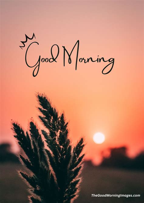 400+ Good Morning Images | HD Pictures & Morning Wishes