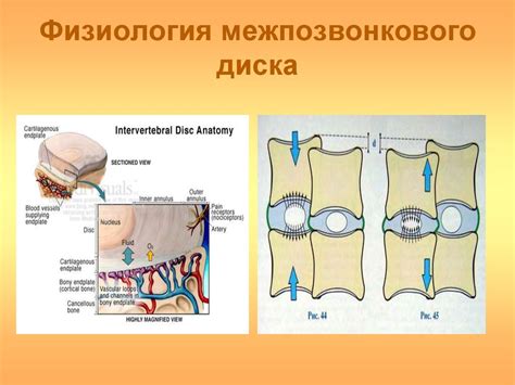 Анатомия позвоночника - презентация онлайн
