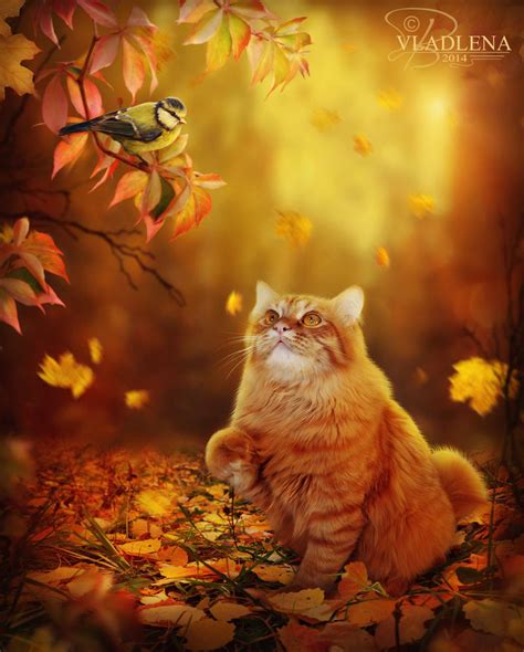Autumn cat by Vladlena111 on DeviantArt
