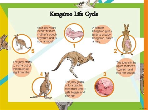 baby kangaroo life cycle  jordan biddle blog