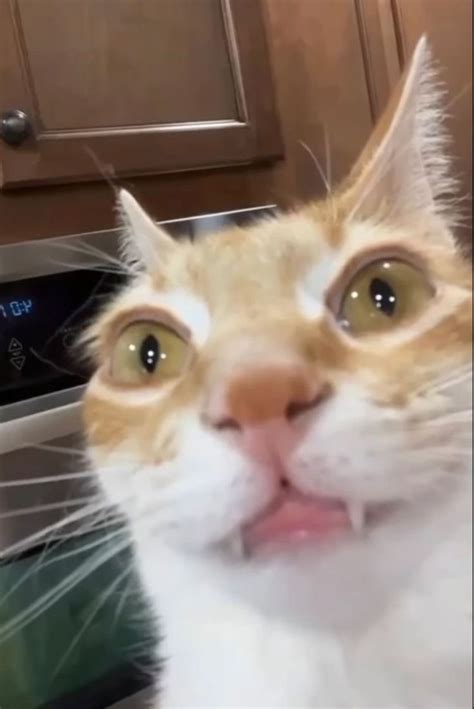 Silly Kitty :3 | Cat memes, Silly cats, Cute cats