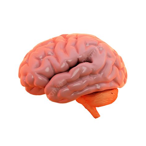 render  brain view  side  brain view  side png