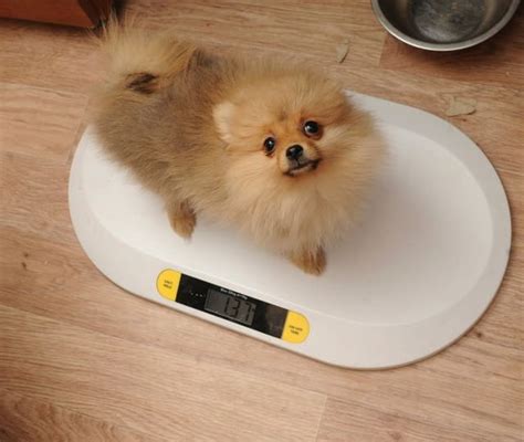 Unlocking The Ultimate Pomeranian Weight Chart | pawsometips.com