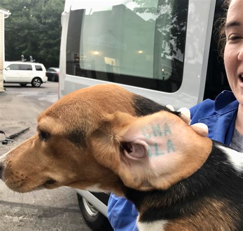 20 more Beagles from Virginia nearly ready for adoption from Second