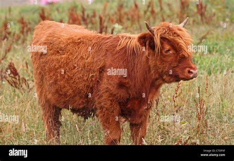 A beef cow heifer Stock Photo - Alamy