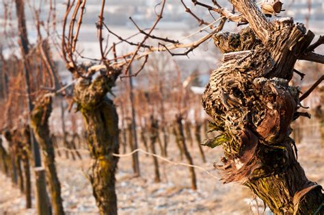 Events — The Old Vine Conference