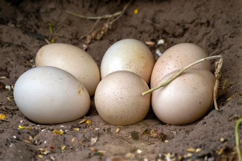 India Blue Peacock Hatching Eggs Hatching Eggs for sale Arizona