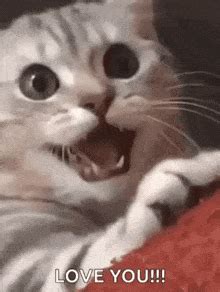 Winking Cat GIFs | Tenor