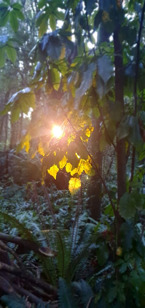 Earth Angel Healing Light
