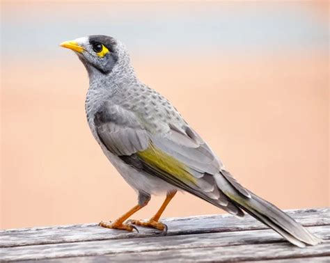 Noisy miner Stock Photos, Royalty Free Noisy miner Images | Depositphotos