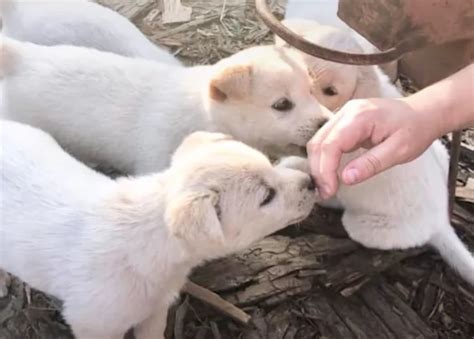 Mamma cane insegue l'auto con dentro i suoi cuccioli