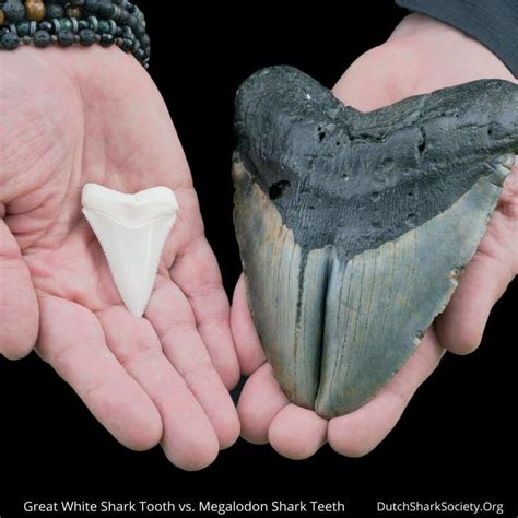 Great White Shark Teeth