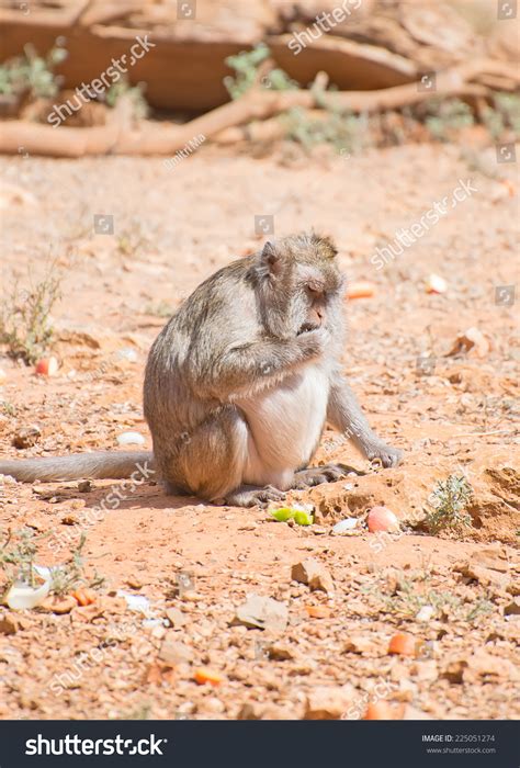 Fat Monkey Eating National Park Stock Photo 225051274 | Shutterstock