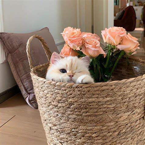 Pin by Ryouhei on Animals | Cute cats photos, Pretty cats, Cute cats