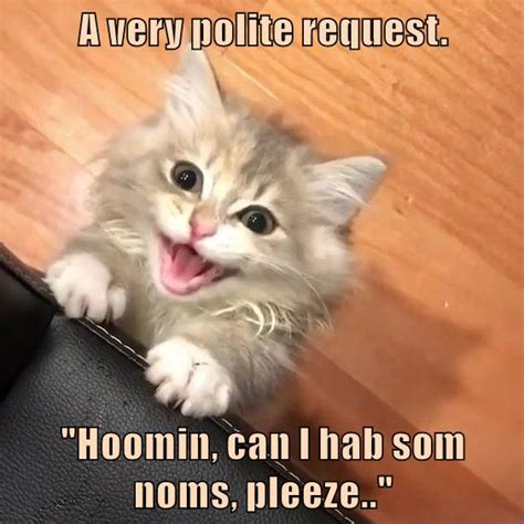 Please Meme Funny How A Polite Request Became The Internets Ultimate Comedy Goldmine