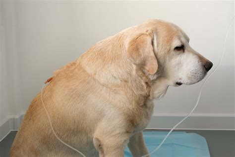 how to treat kidney failure in dogs