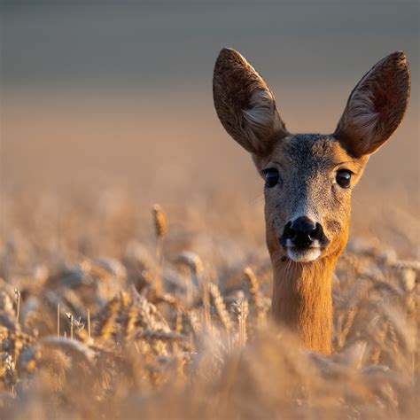 maryland deer season 2025 4