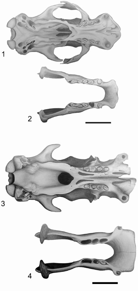 Glossotherium robustum skull (1) and mandible (2) in occlusal view ...