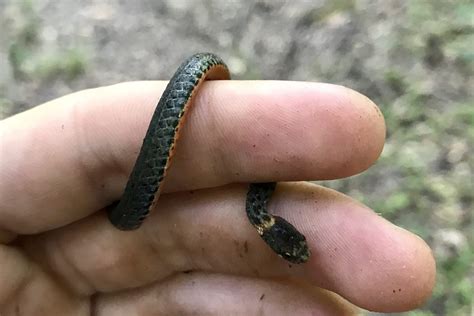 Red-bellied Snake – Reptiles and Amphibians of Mississippi