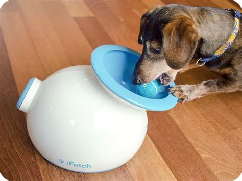 The Ultimate Toys for Dogs That Love to Play Fetch