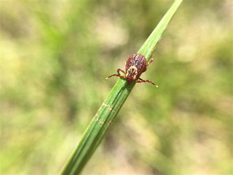 CDC reports surge in tick bites in the Midwest region