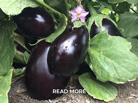 Kennedy Farm Produce - Pure Australian Grown Farm Produce
