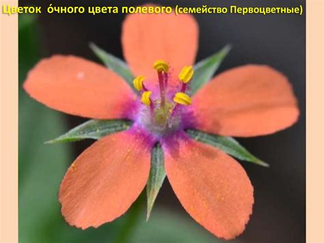 Формула, диаграмма цветка. Лабораторная работа - презентация онлайн