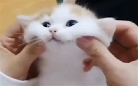 Cute cat meme : r/aww