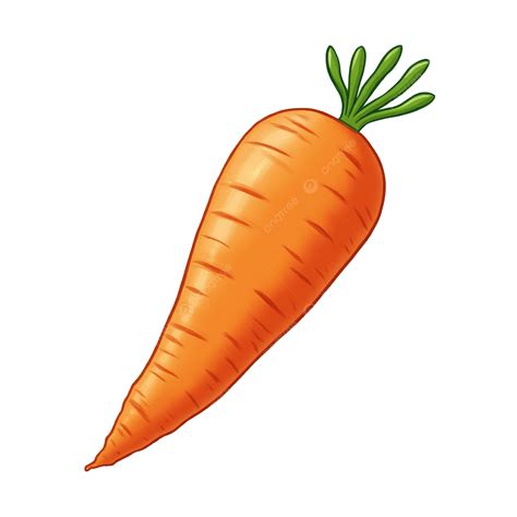 carrot png  raw carrot
