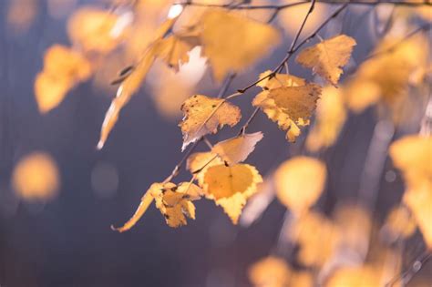 Fall Birch Tree Leaves