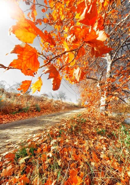 Premium Photo | Tree autumn scenery