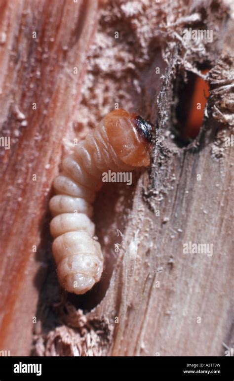 chestnut longhorn beetle (Tetropium castaneum), larva in a gallery ...