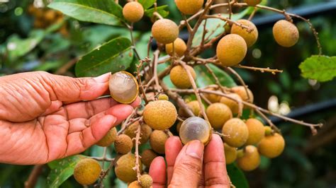What You Need To Know About The Tropical Longan Fruit